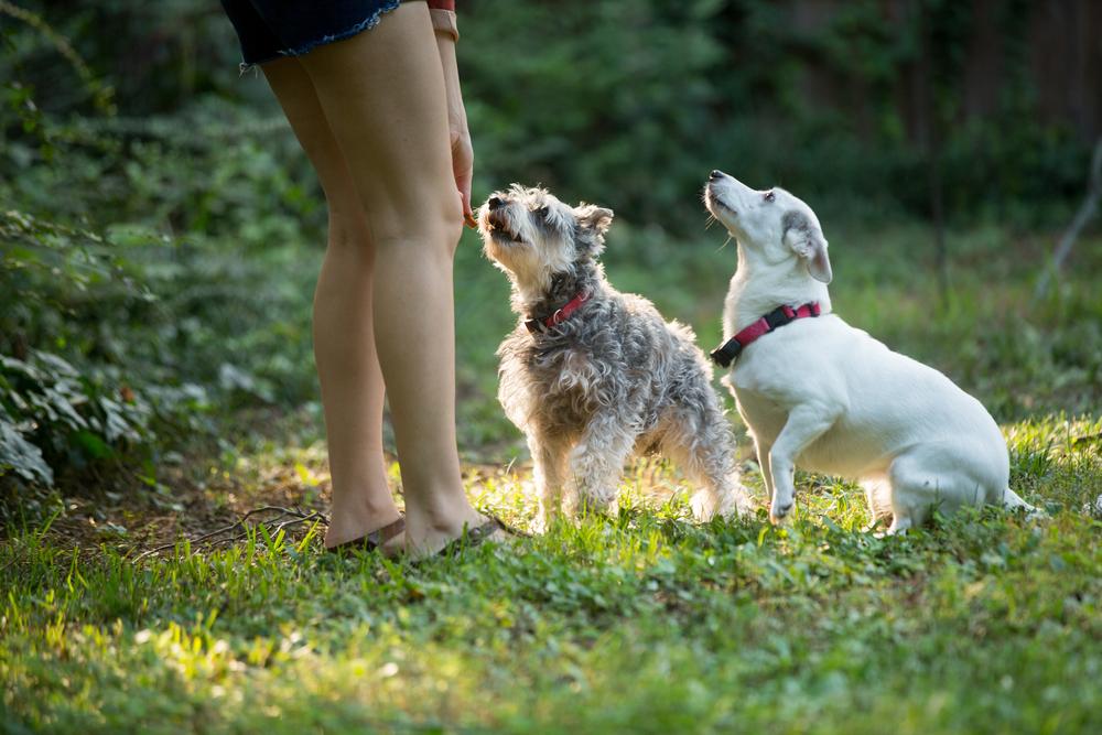 All You Need To Know While Buying Chew Treats For Your Dog